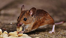 24 Hour & Emergency Exterminators in Dayton, ME